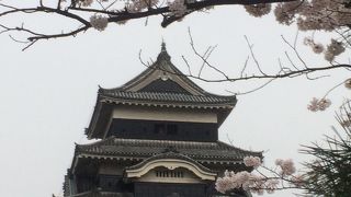 桜が満開なのに