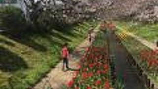 都筑区のお花見スポット