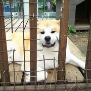 営業部見習いの秋田犬レオくんに会いました！