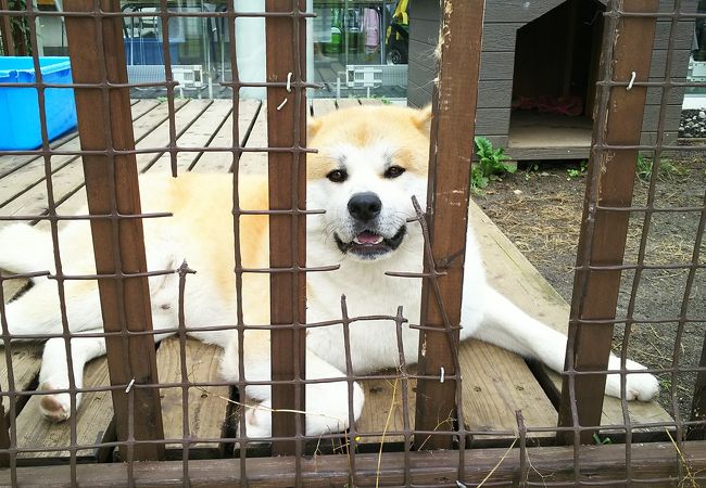 営業部見習いの秋田犬レオくんに会いました！