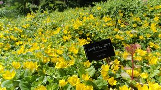 とても広い敷地に色々季節のお花が沢山咲いていて・1日ノンビリ出来そうですね。