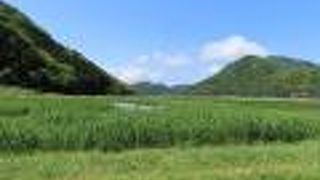 コウノトリ「ハチゴロウ」が気に行っていた湿地。ラムサール条約登録。