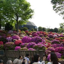 見るだけなら無料です。中を歩くと有料。