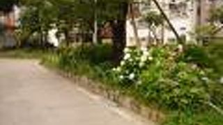 アジサイも終わり