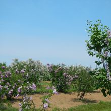 広い敷地にたくさんのライラック！