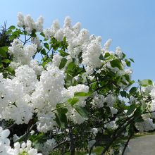 真っ白な花を咲かせる品種