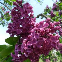 濃い紫色のライラック