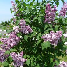 淡い紫色のライラック