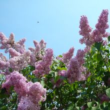 淡いピンクのライラック