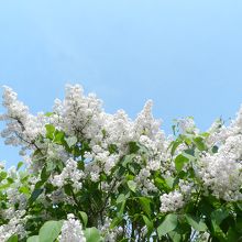 ライラックの花が青空によく映えます！