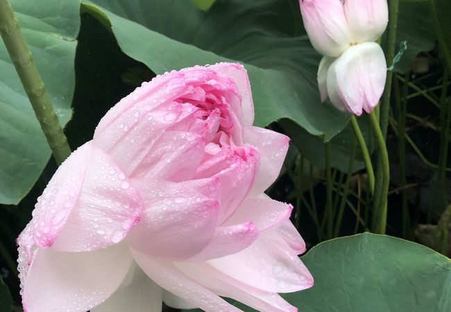 近江妙蓮公園 近江妙蓮資料館 クチコミ アクセス 営業時間 守山 フォートラベル 近江妙蓮公園 近江妙蓮資料館 クチコミ アクセス 営業時間 守山 フォートラベル