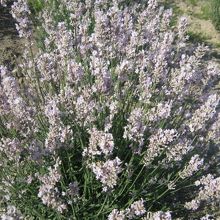 正確には、淡い紫色、なんですけどね…( ´∀｀ )。