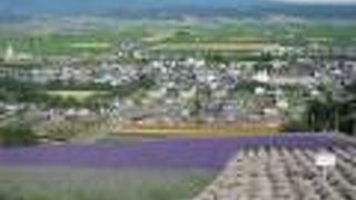 白いラベンダーにも出会えます