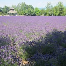 ここは平坦な畑も多く、体力に応じてチョイスすると良いですね。