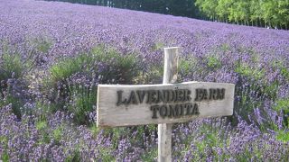 花の最盛期に四十路後半のおっさん一人で行ってみました