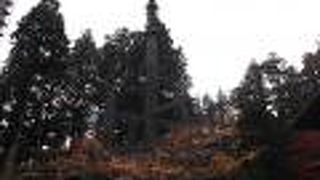 大きくありません