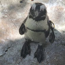 立ったまま居眠りするペンギン