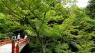 もみじの木がいっぱい！