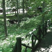 山奥は緑の香りがいっぱいです。自然があふれまくり！