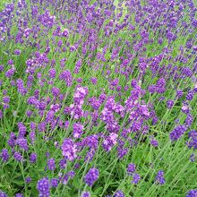 何種類も、ラベンダーがありました