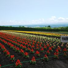 香りも楽しめます