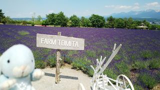 花畑をみていると幸せな気持ちに！