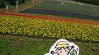 斜面にきれいなお花畑