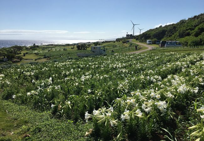 ゆりの花