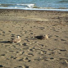 大盗賊鴎 South Polar Skua