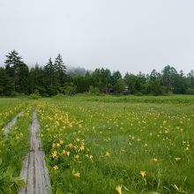 木道の脇にも、ニッコウキスゲが沢山。