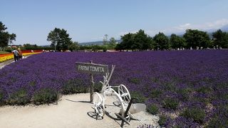 今が見どころだからいくと混んでました