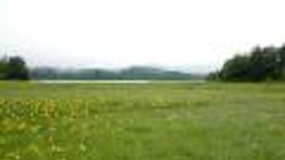 7月の大江湿原に咲き誇る、ニッコウキスゲは必見！