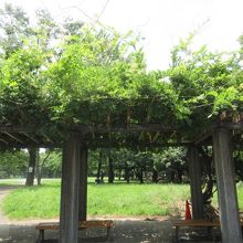 藤棚