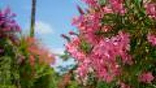 昔ながらの島風景と花咲き乱れる竹富の町並み