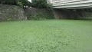 水草が大量発生していました