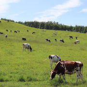 広い草原に乳牛が放牧されています