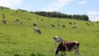 広い草原に乳牛が放牧されています