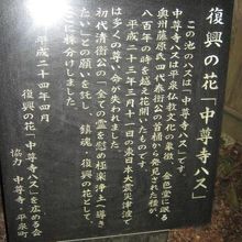 震災後に株分けされた「中尊寺ハス」の解説はこちらで。