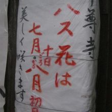 丁度見頃の時期に訪問していただけに残念な思いが強かったです。