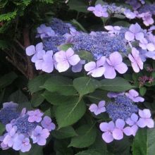 何よりも紫陽花の美しさには心奪われました！