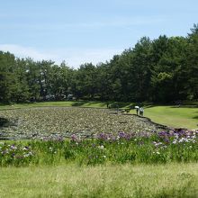みそぎ池。市民の森の中。