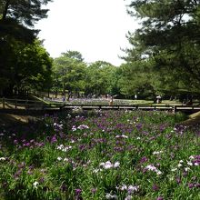 花しょうぶ園。市民の森の中。