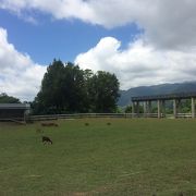 台東原生応用植物園