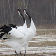 冬の間は野生のタンチョウに会えます