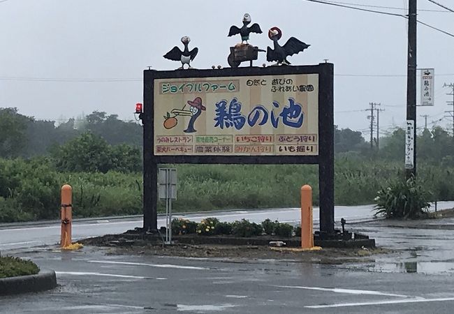 地元の野菜やフルーツが売っています。フルーツ狩りも出来ますよ