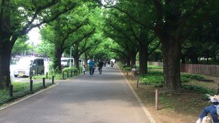 いちょう並木が印象的です。