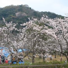米子市を代表する桜の名所