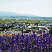 夏はラベンダーが綺麗です