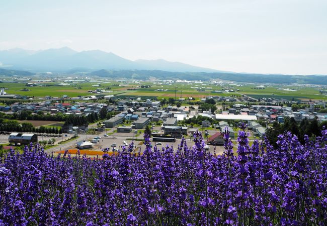 夏はラベンダーが綺麗です