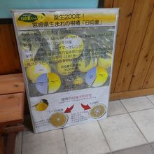 事務棟にて。日向夏発祥は宮崎。